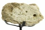 Fossil Dinosaur (Triceratops) Skull Section - South Dakota #363650-2